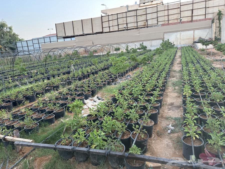 Red and White Roselle Seedlings, Crate 25 and 1663668731841538113