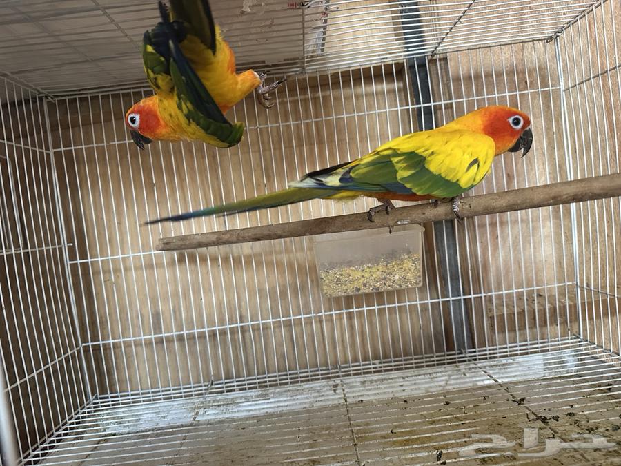 Sun Knior Males63672749680771113