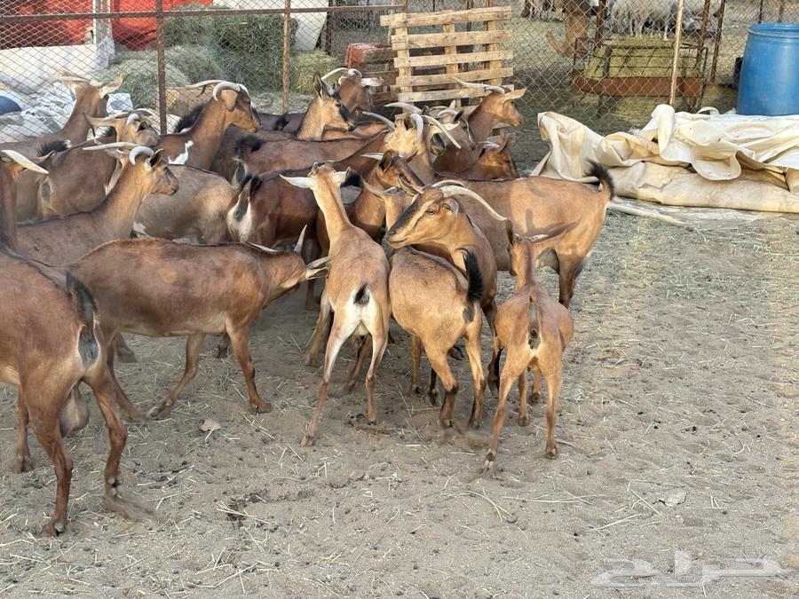 Goats for sale, good quality 20 (sold)63670089442562110