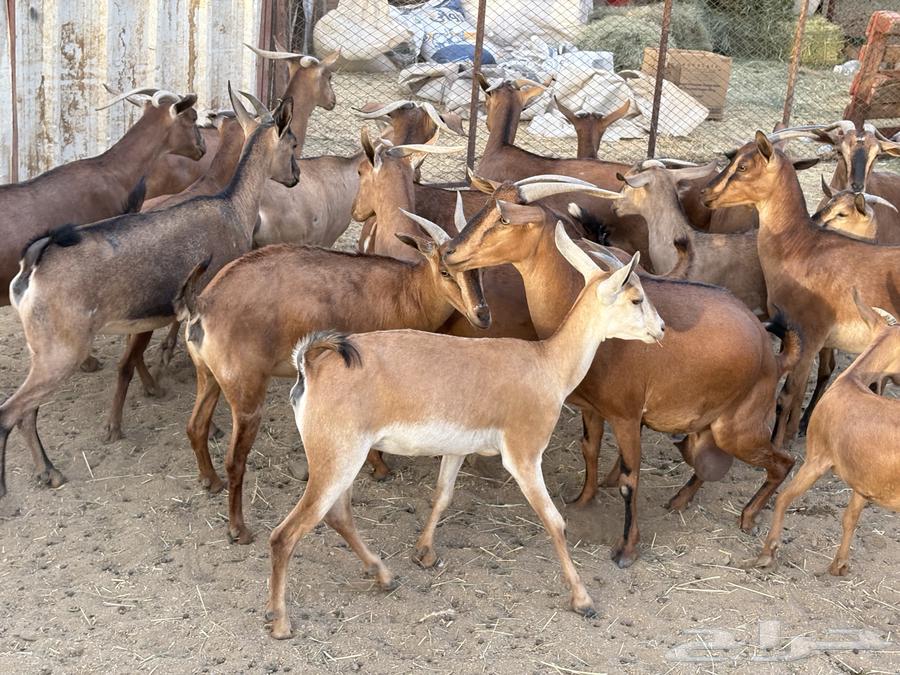 Goats for sale, good quality 20 (sold)63670089442562112