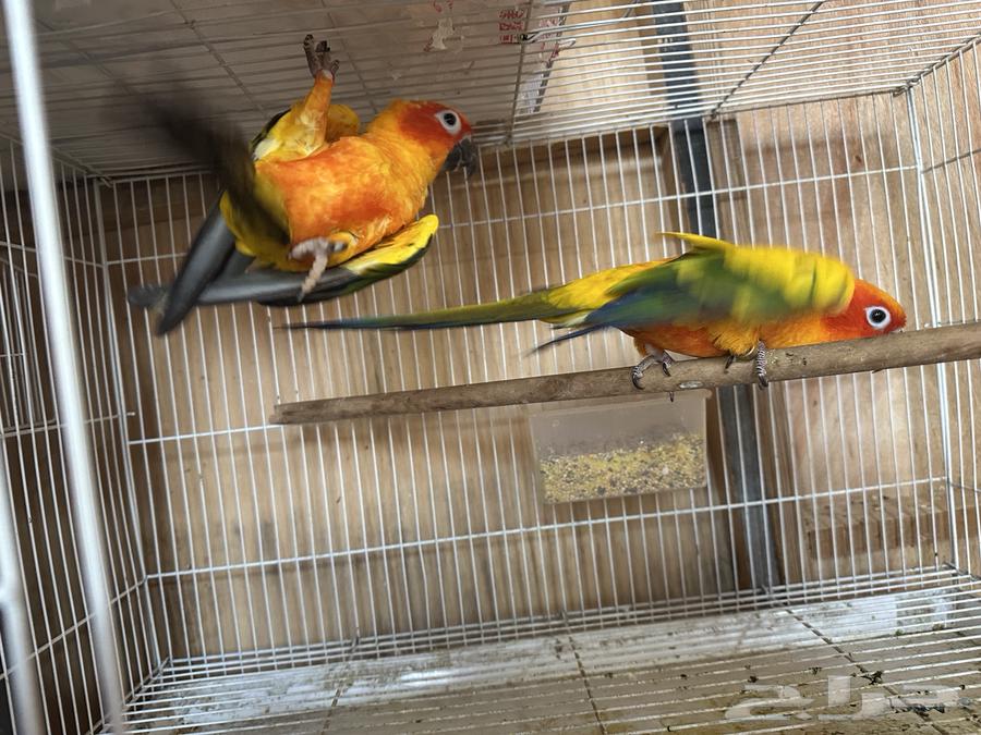 Sun Knior Males63672749680771111