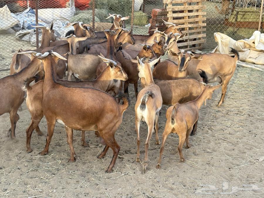 Goats for sale, good quality 20 (sold)63670089442562111