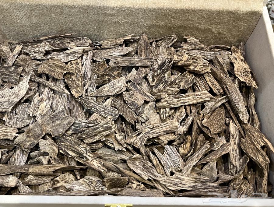 عود سومطري طبيعي فخم63673657461635110
