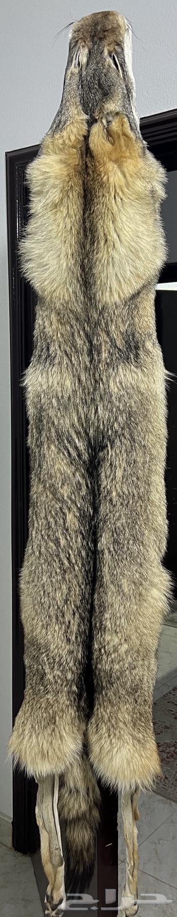 Russian Wolf Fur Jacket for Sale, Conditioned63667807279617110