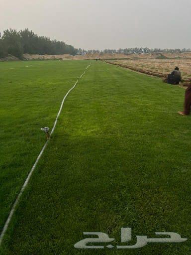 Green grass delivery63668731816321113