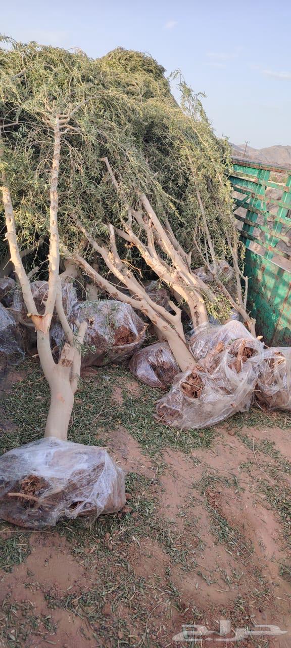 Olive Trees63667805675905112