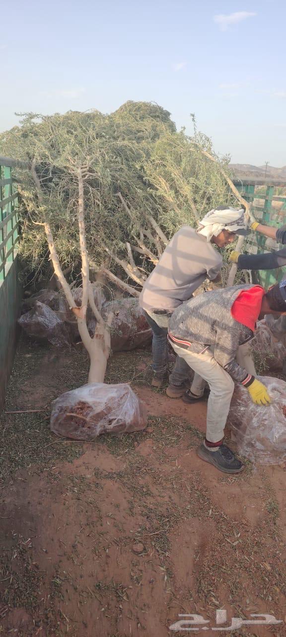 Olive Trees63667805675905110