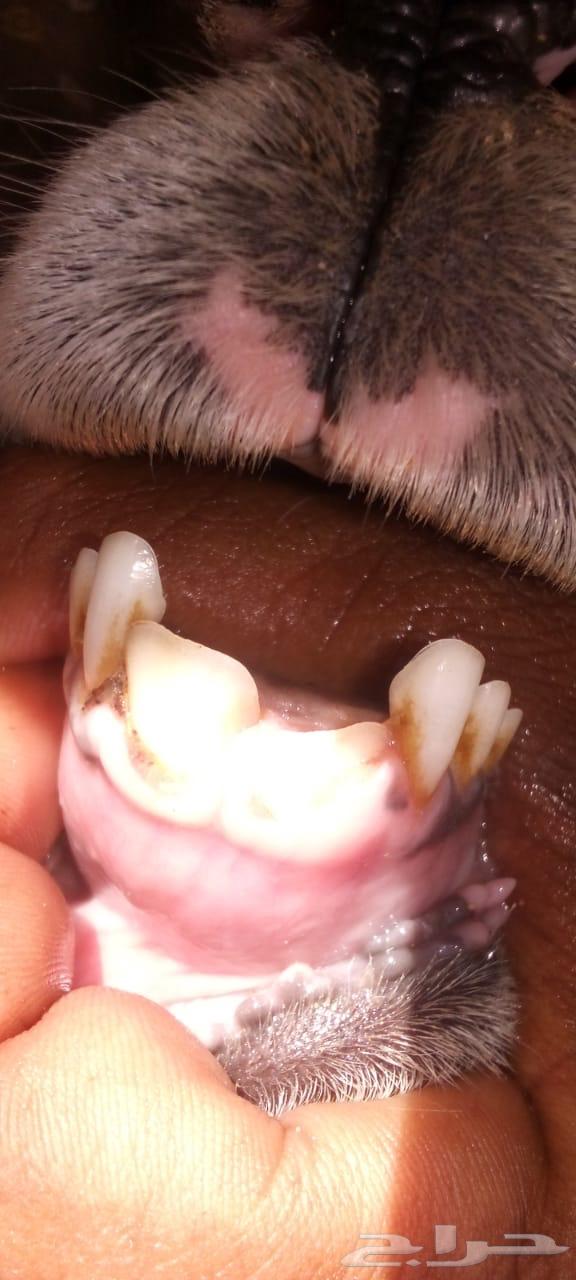 Naimia with a broken tooth sold63669014878851113