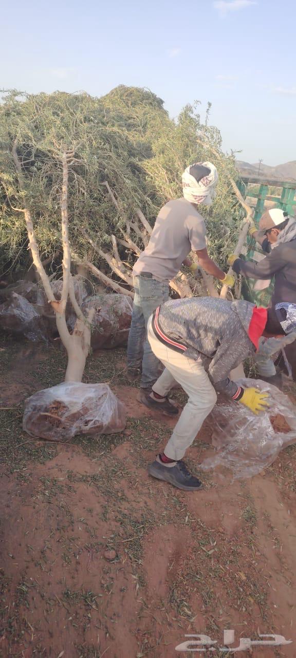 Olive Trees63667805675905113
