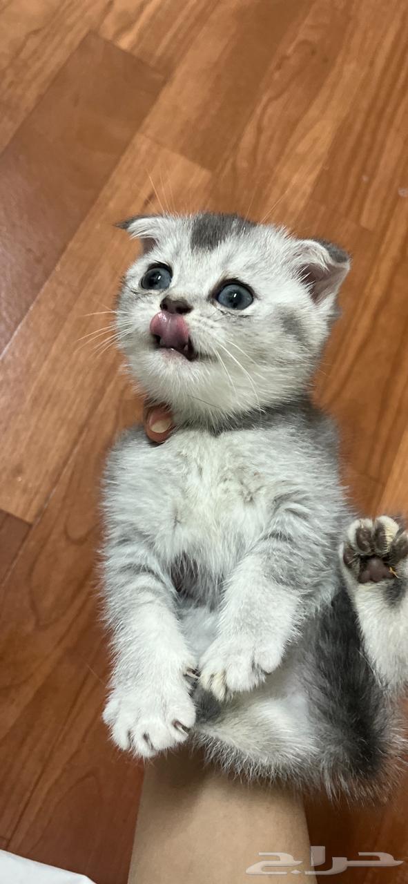Urgently selling cat Scotch at the lowest price63673474434434110