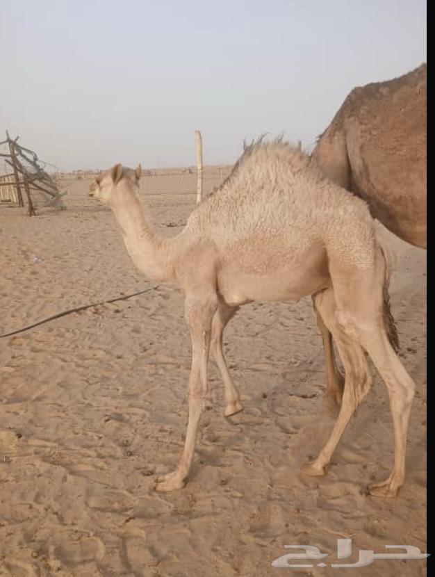 للبيع قعود عمره (6)اشهر63673175863299110