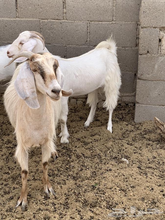 Goat sale: 6 heads and the seventh billy goat included, along with offspring63668732139395114