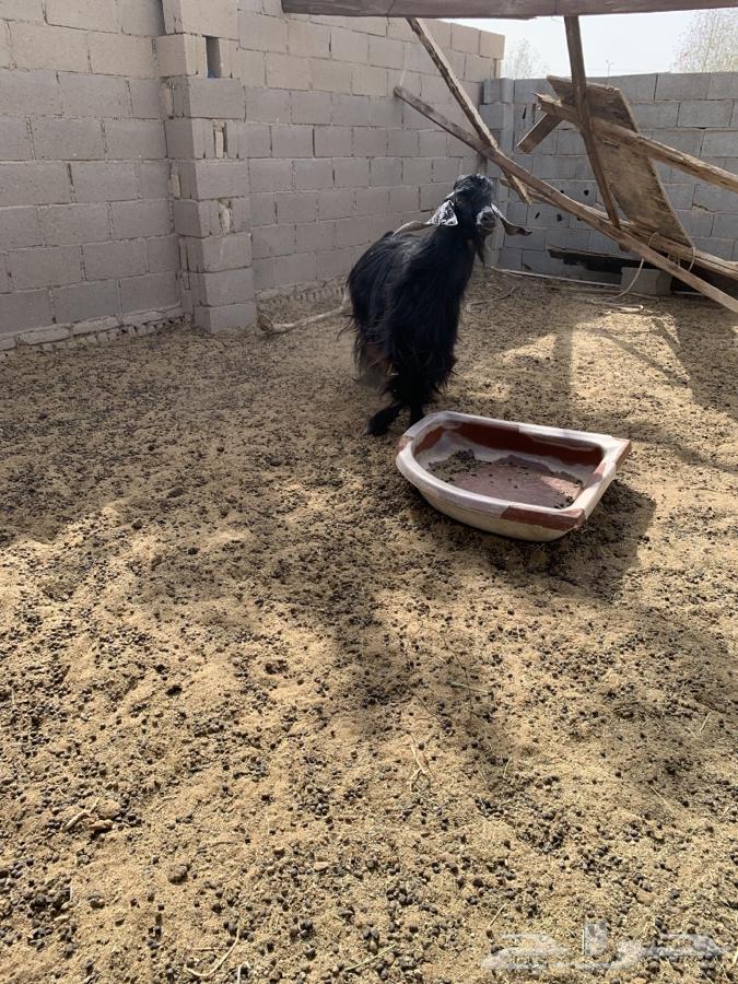 Goat sale: 6 heads and the seventh billy goat included, along with offspring63668732139395110