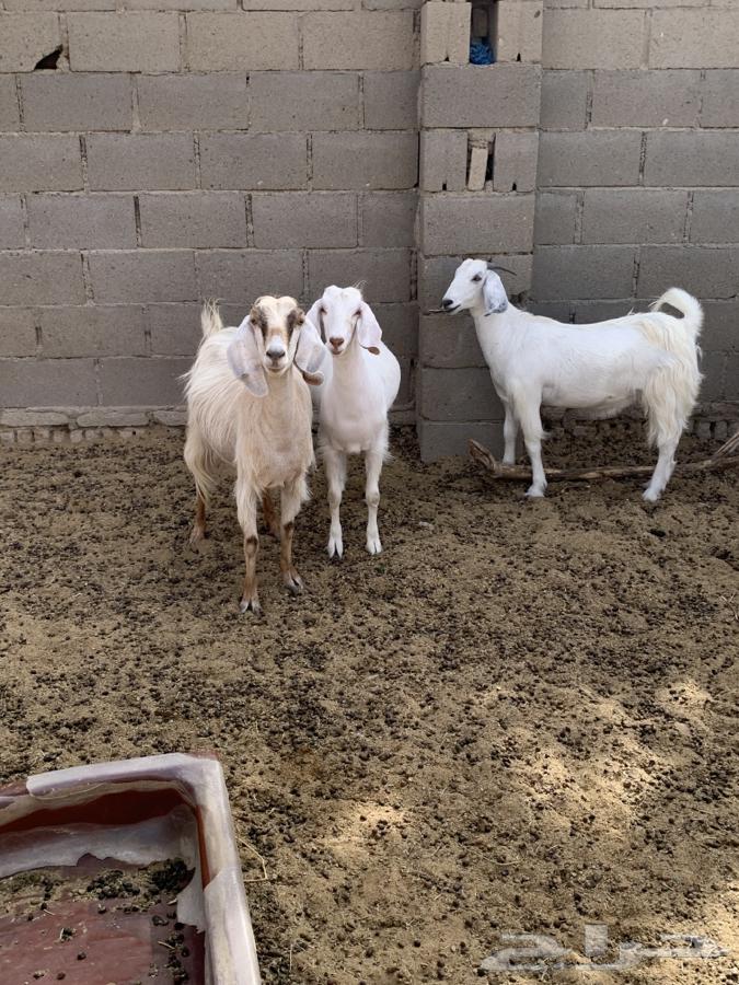 Goat sale: 6 heads and the seventh billy goat included, along with offspring63668732139395112