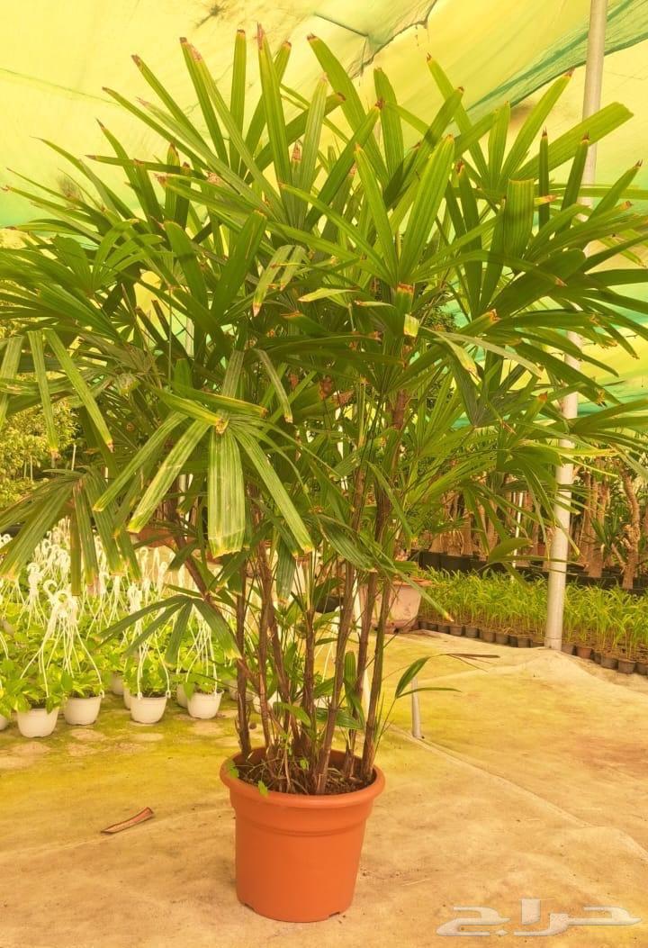 نخيل (شامروبس وكناري فتيشيا ورابس وزمييا ) نخيل زينة فخم63672857847041112
