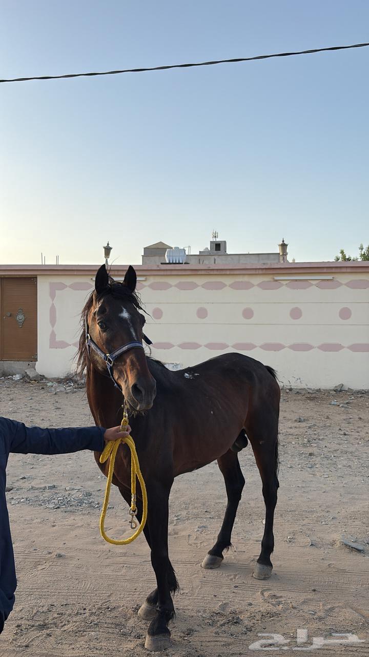 خيل شعبي مدرسه63672643499394112