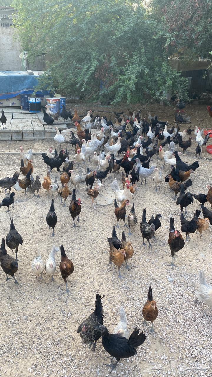 Local, Indian, and Aluminum Fayoumi Chicken63619050803715111