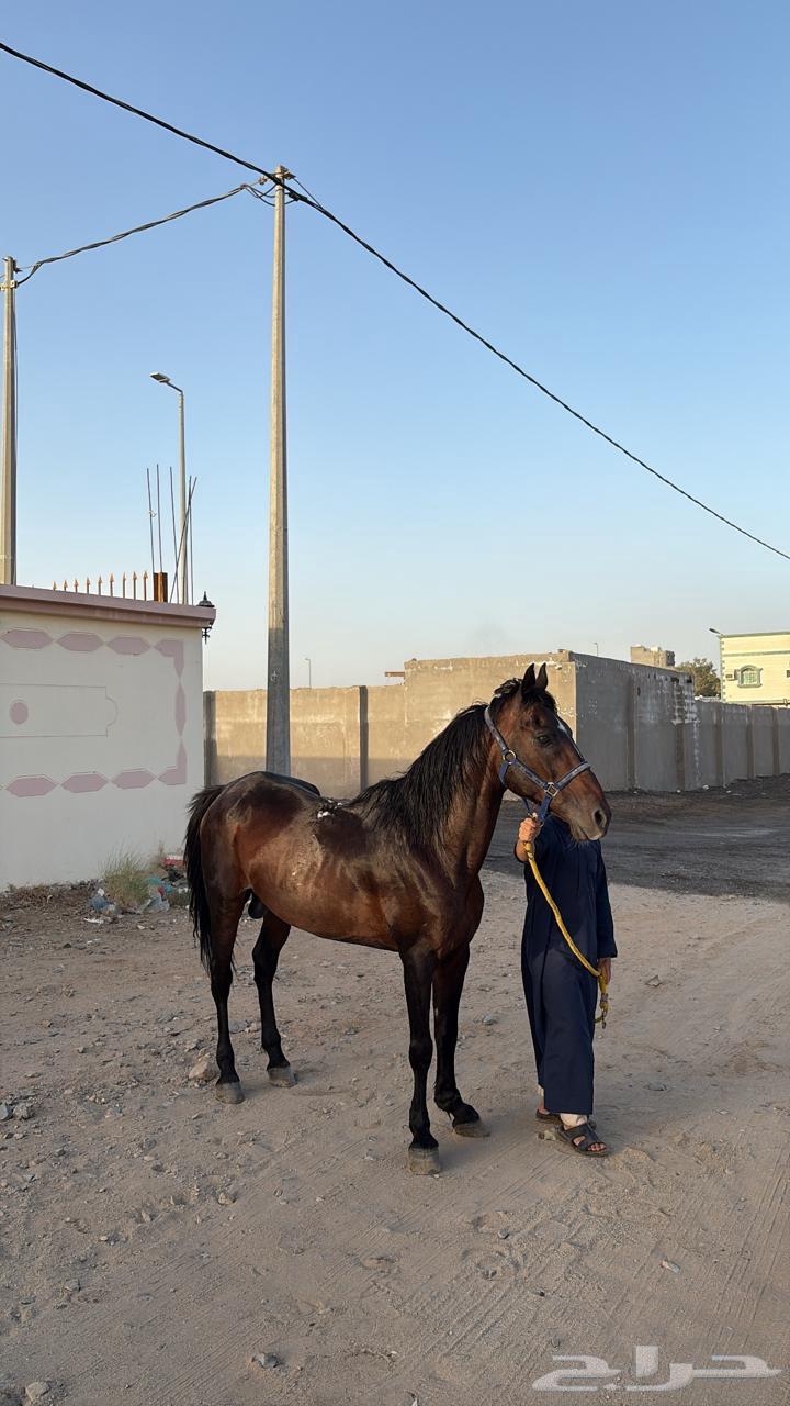 خيل شعبي مدرسه63672643499394113