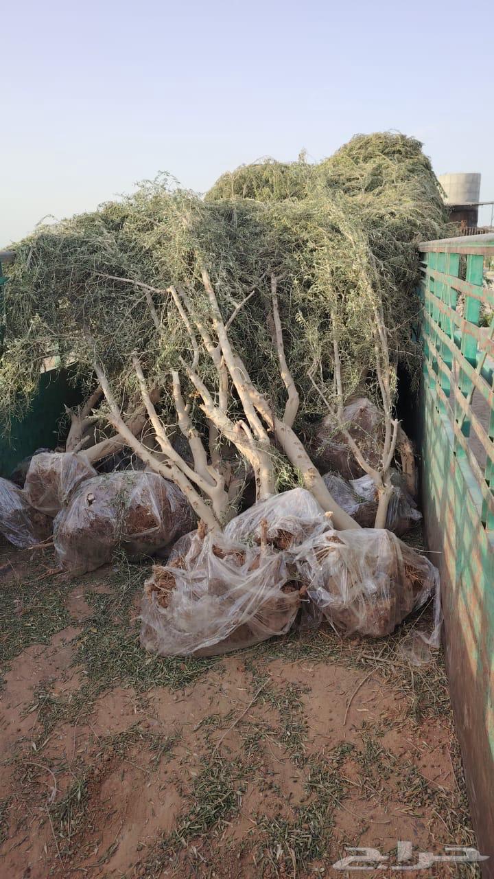 Olive Trees63667805675905114