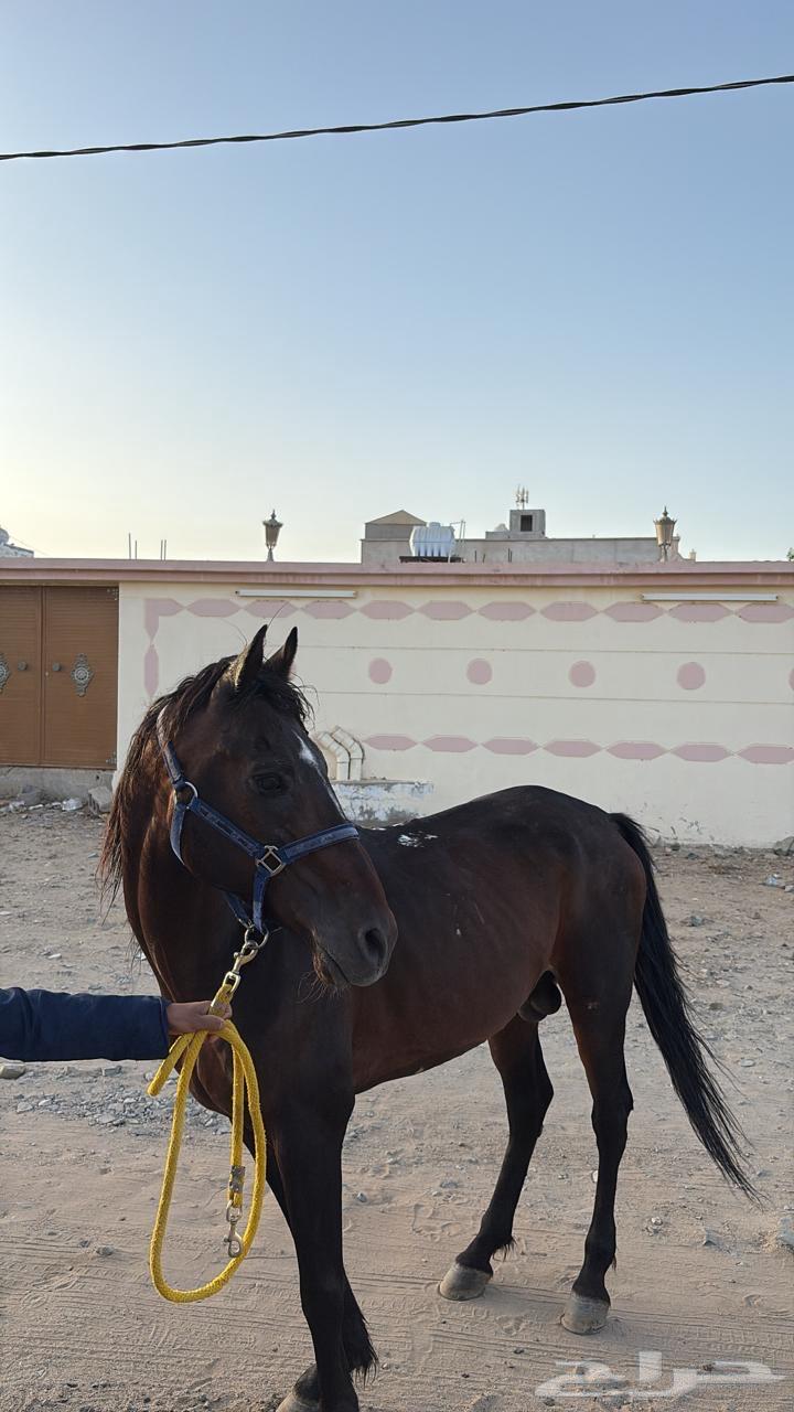 خيل شعبي مدرسه63672643499394114