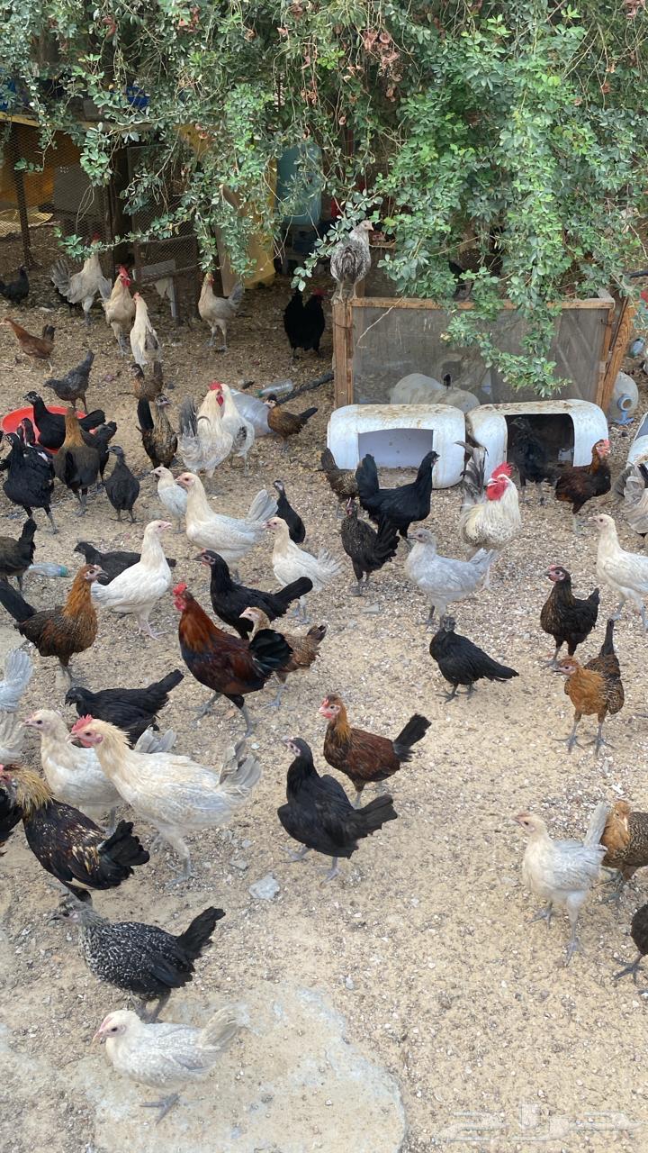 Local, Indian, and Aluminum Fayoumi Chicken63619050803715112