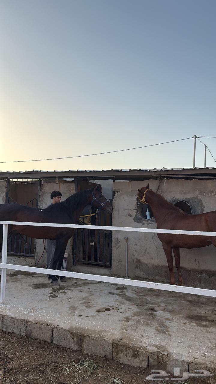 خيل شعبي مدرسه63672643499394110