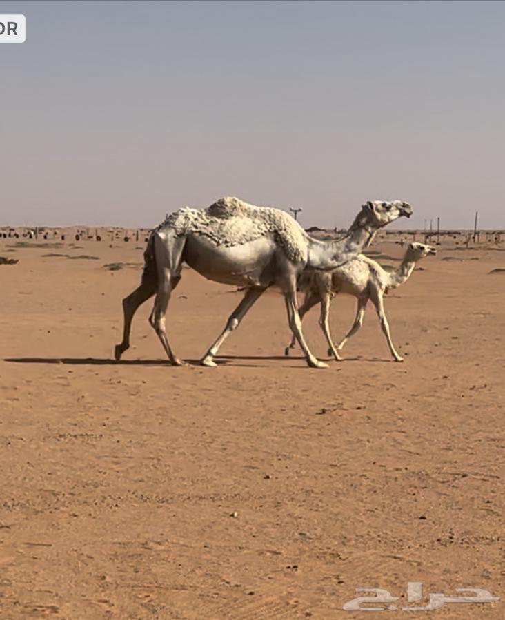 Urgent sale of a healthy, active ten-month-old female camel, nothing underneath it, 5000 with all conditions63668530083202110