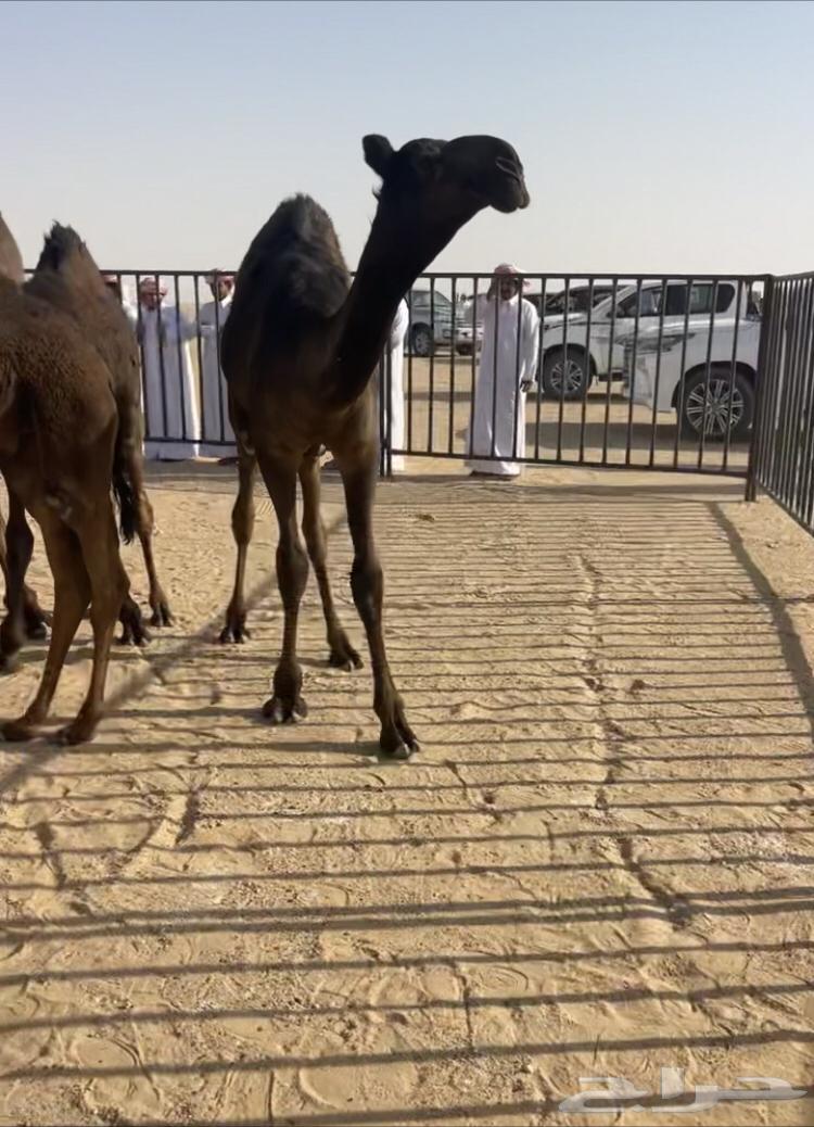 قعود طيب من سلاله عشيو للبيع63671915893633110