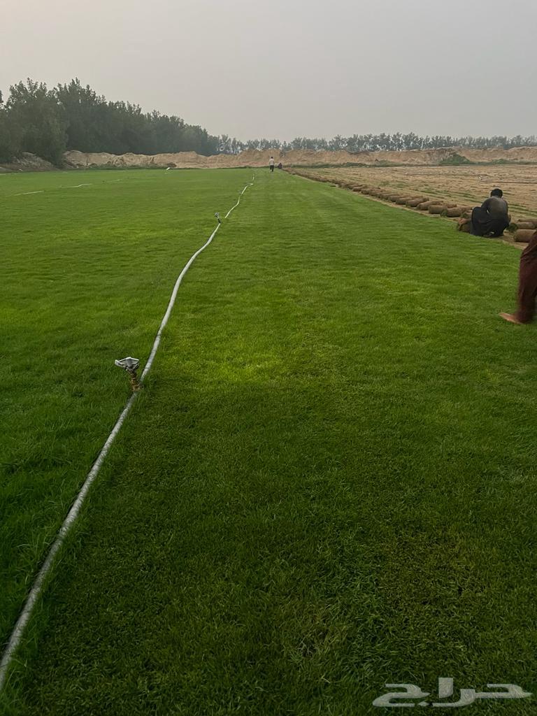 Green grass delivery63668731816321110