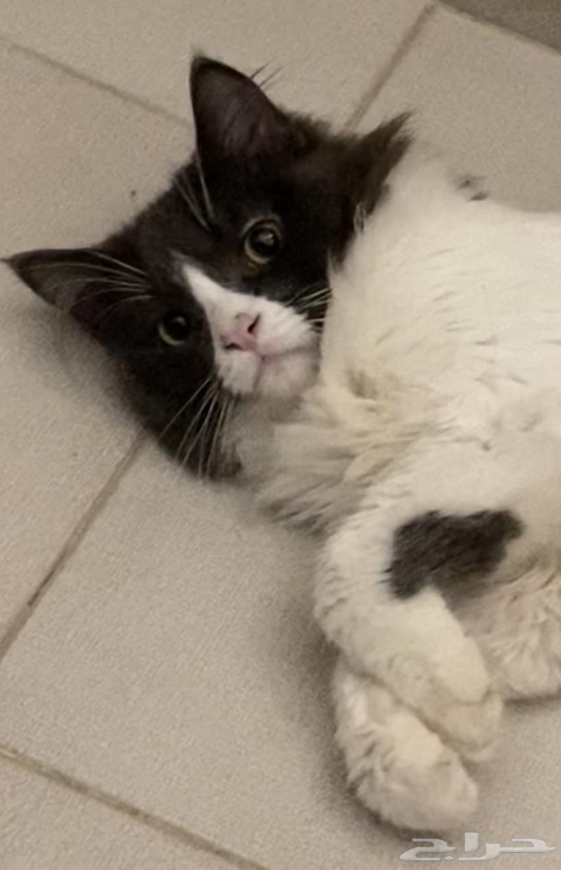 House Cat for Sale, Urgently Need a Buyer63673566045955113