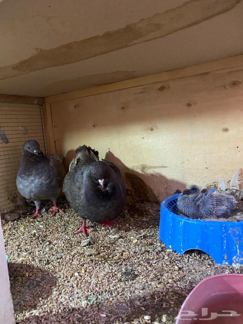 Second pair of Knaq with chick and three Knaq doves and one Knaq pigeon pair63721752238851113