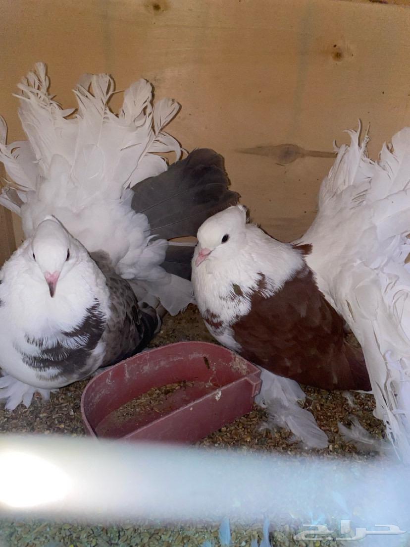 Second pair of Knaq with chick and three Knaq doves and one Knaq pigeon pair63721752238851111