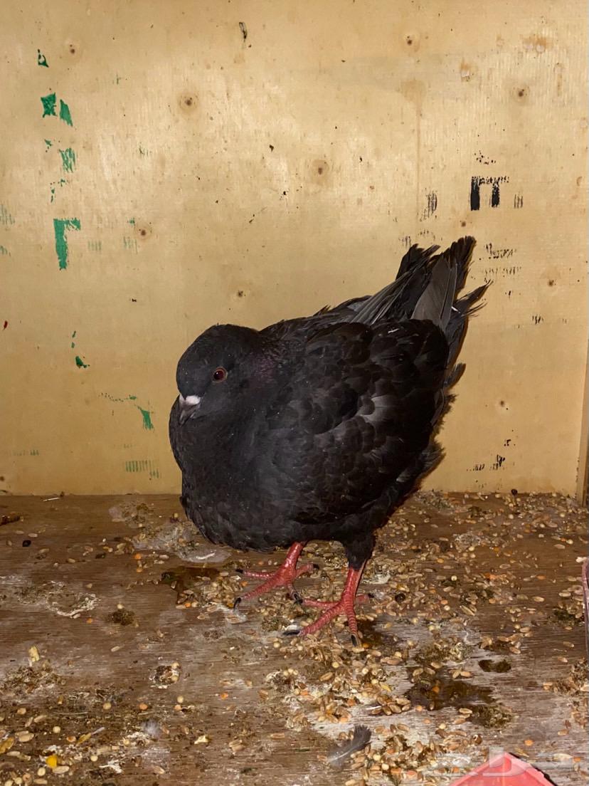 Second pair of Knaq with chick and three Knaq doves and one Knaq pigeon pair63721752238851110