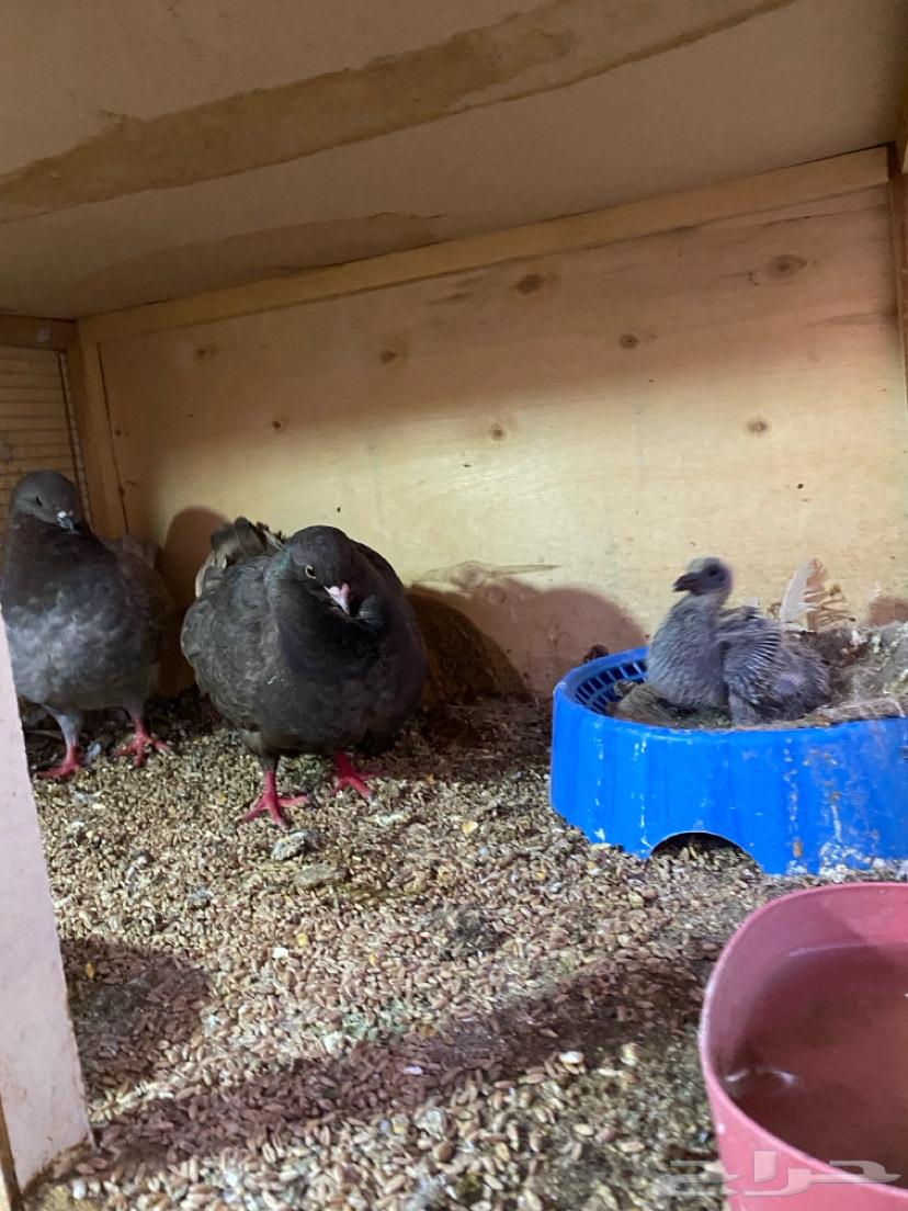 Second pair of Knaq with chick and three Knaq doves and one Knaq pigeon pair63721752238851114