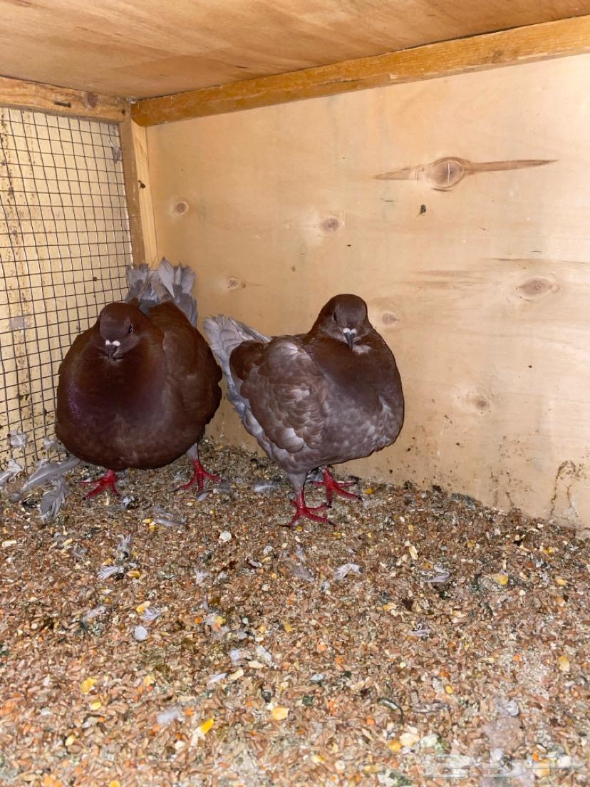 Second pair of Knaq with chick and three Knaq doves and one Knaq pigeon pair63721752238851112