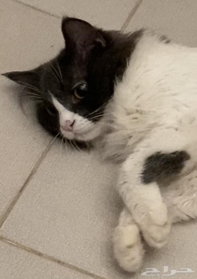 House Cat for Sale, Urgently Need a Buyer63673566045955112