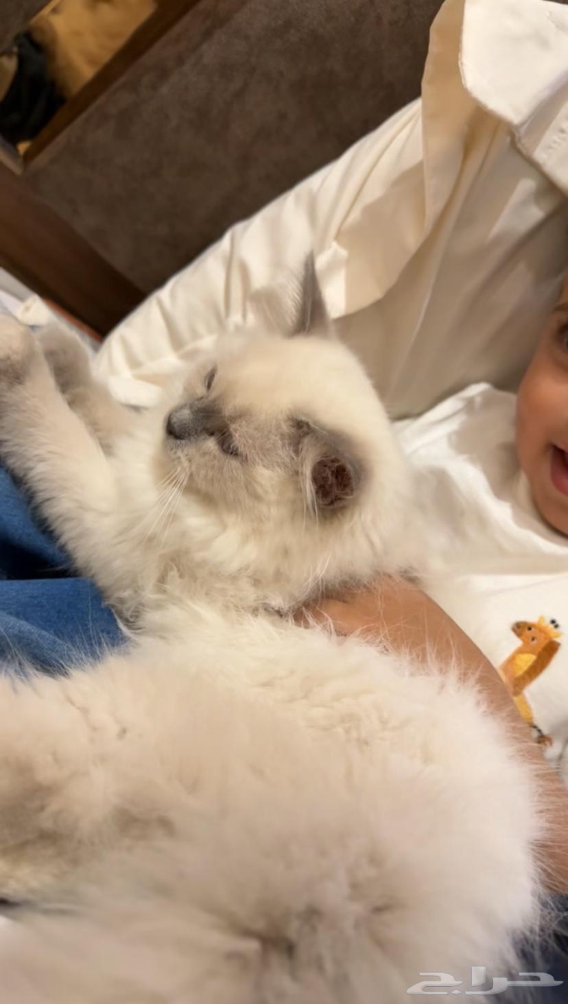 Himalayan Moon Face Kitten for Adoption with Vaccination Card63668923744515111