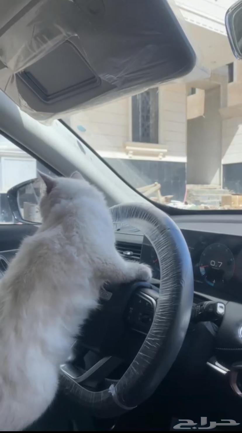 Himalayan Moon Face Kitten for Adoption with Vaccination Card63668923744515110