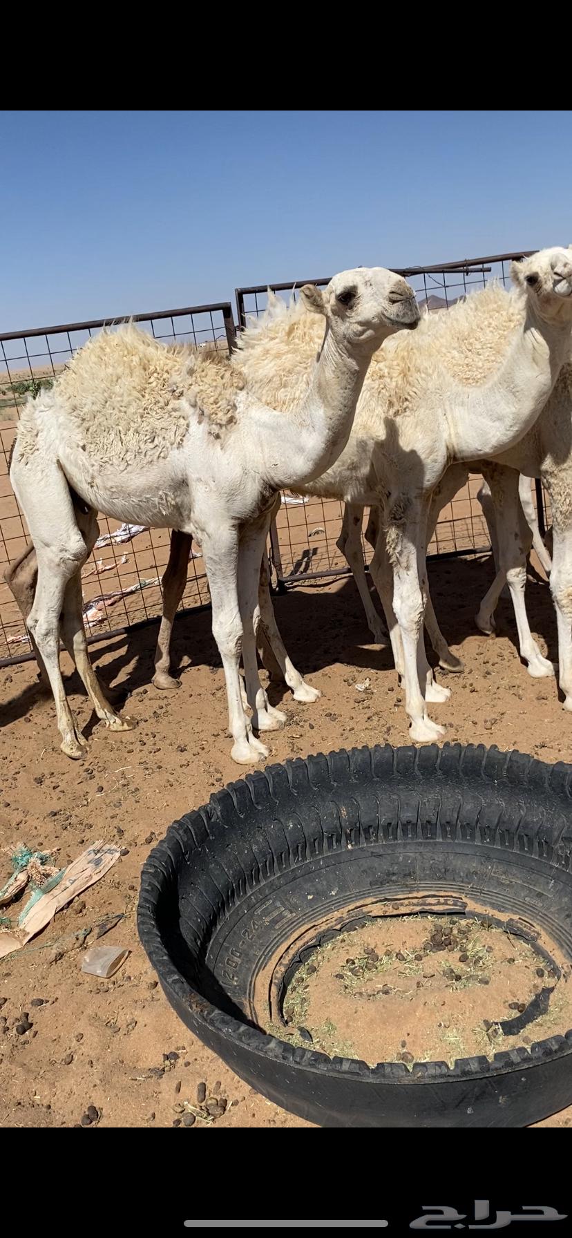 Saddles for sale, 10 pieces63668823908610111