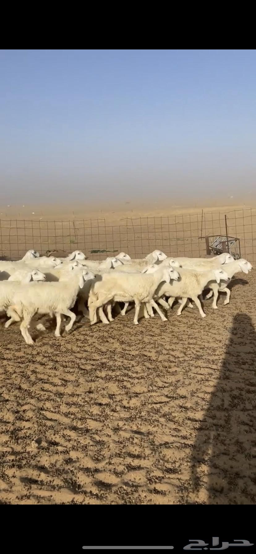 رخال حرية انتاج مراح واحد صنف عمار 3 اشهر الئ 5 اشهر63674182640641111