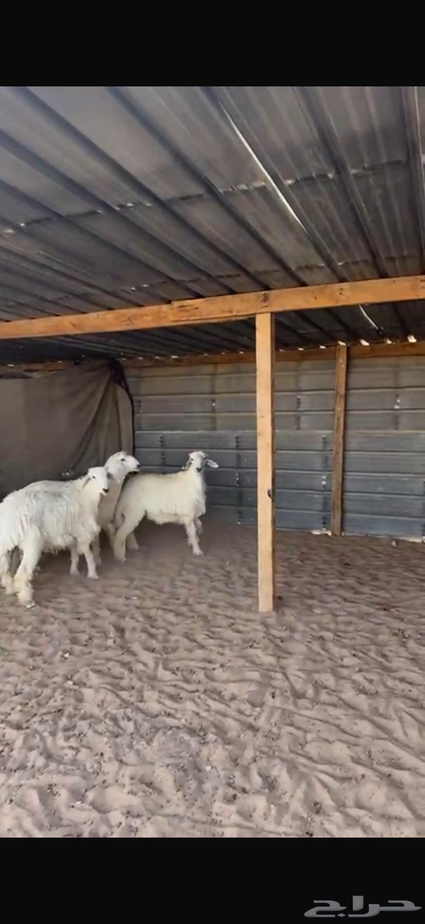 Fresh meat and Na3im for sale with slaughter and delivery63669282295042111