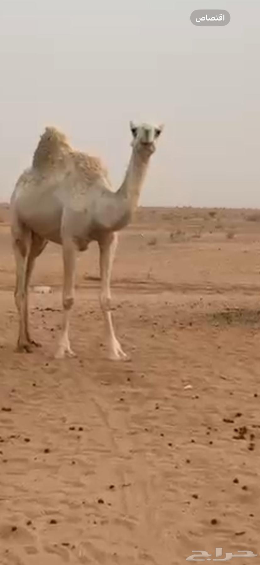 عفراء للبيع مسيومه 460063673653780993111