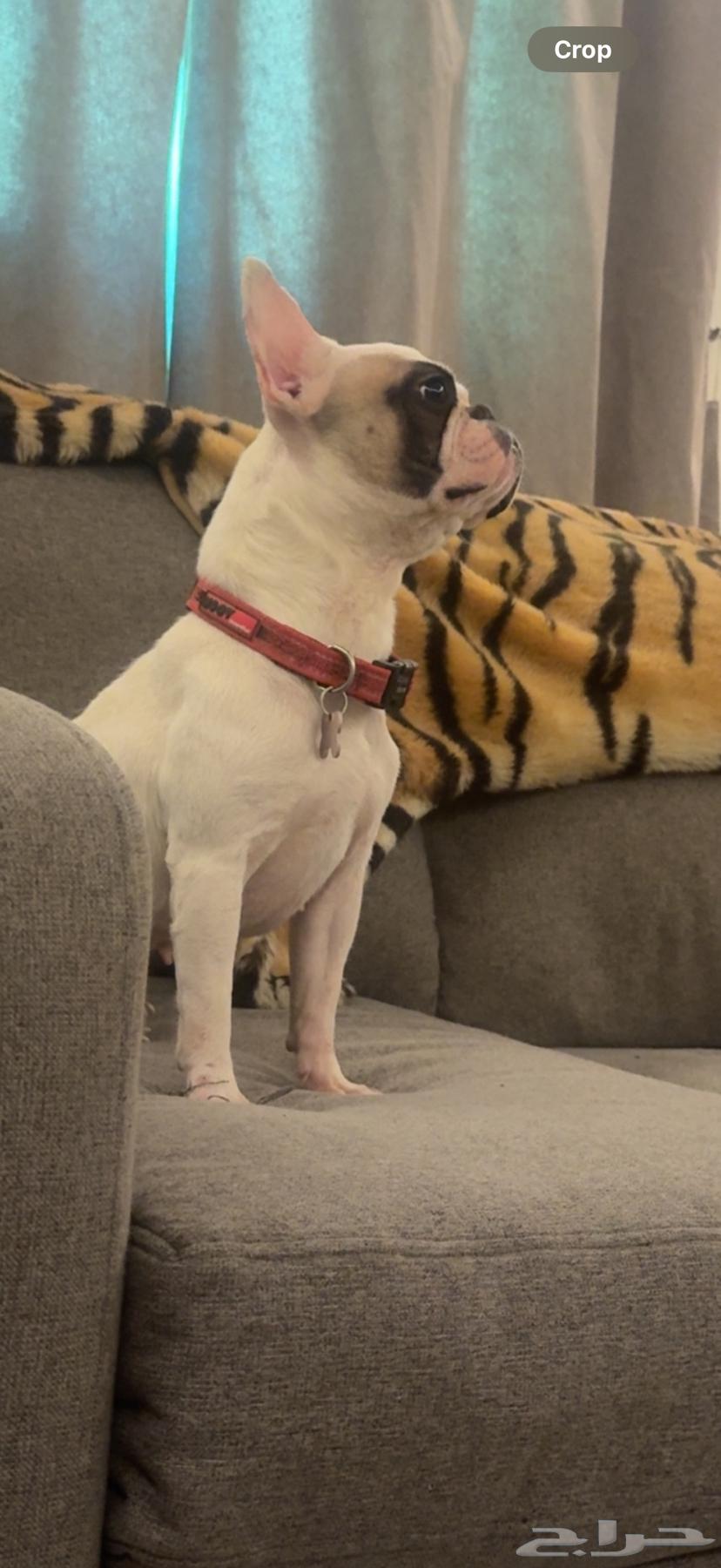 French bulldog female 2 years old 3000 Riyadh63667813693569111