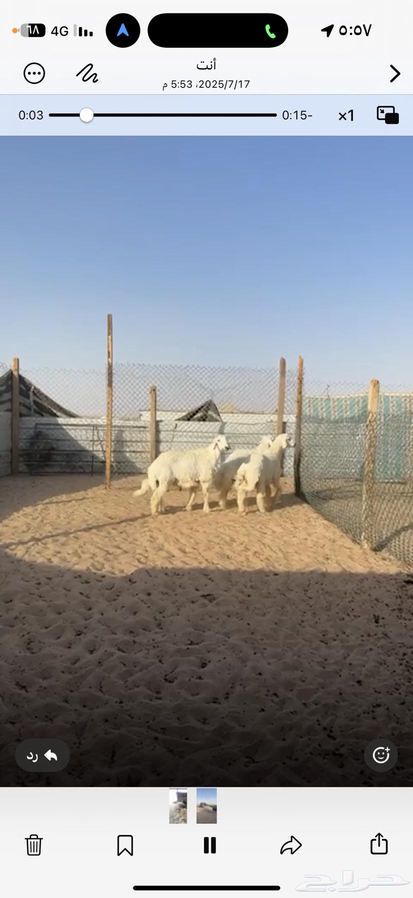 Fresh meat and Na3im for sale with slaughter and delivery63669282295042110