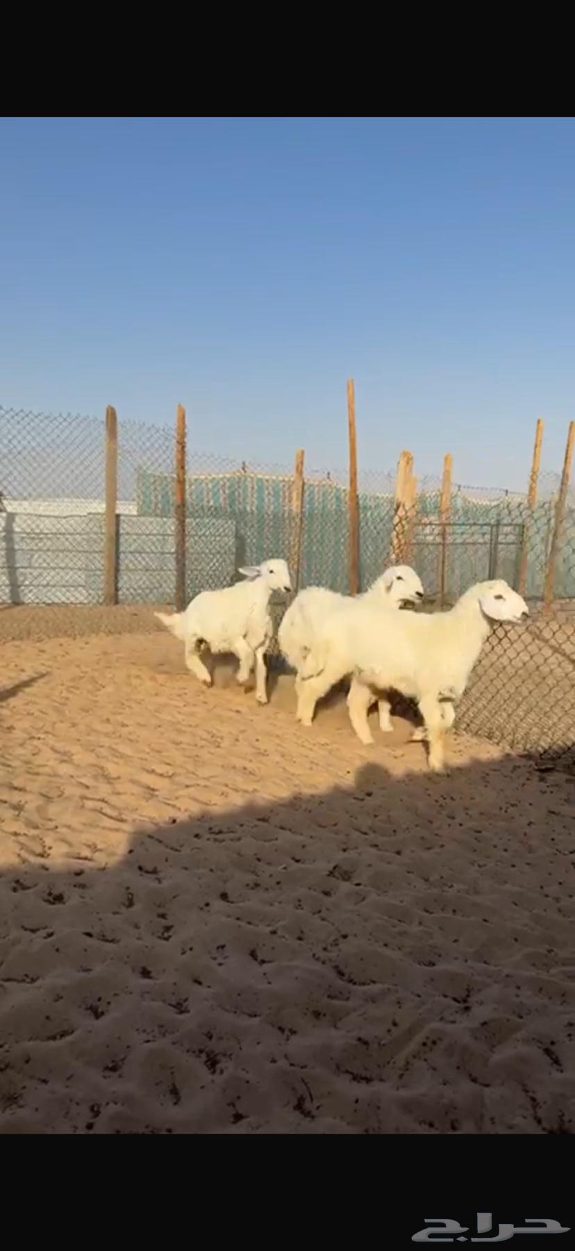 Fresh meat and Na3im for sale with slaughter and delivery63669282295042112