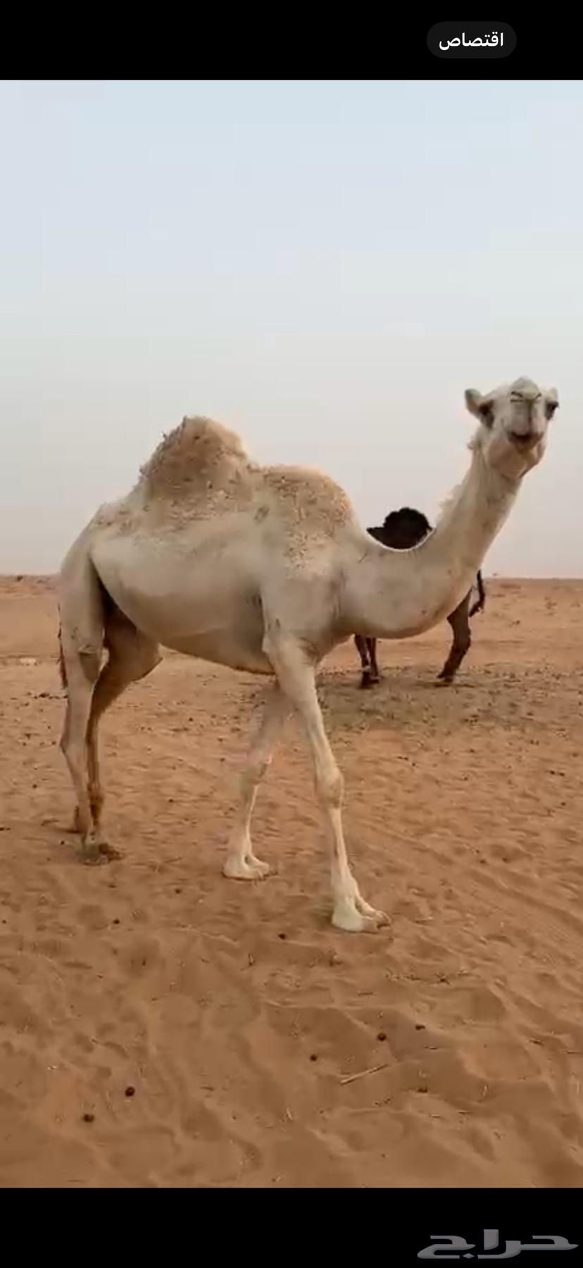 عفراء للبيع مسيومه 460063673653780993110