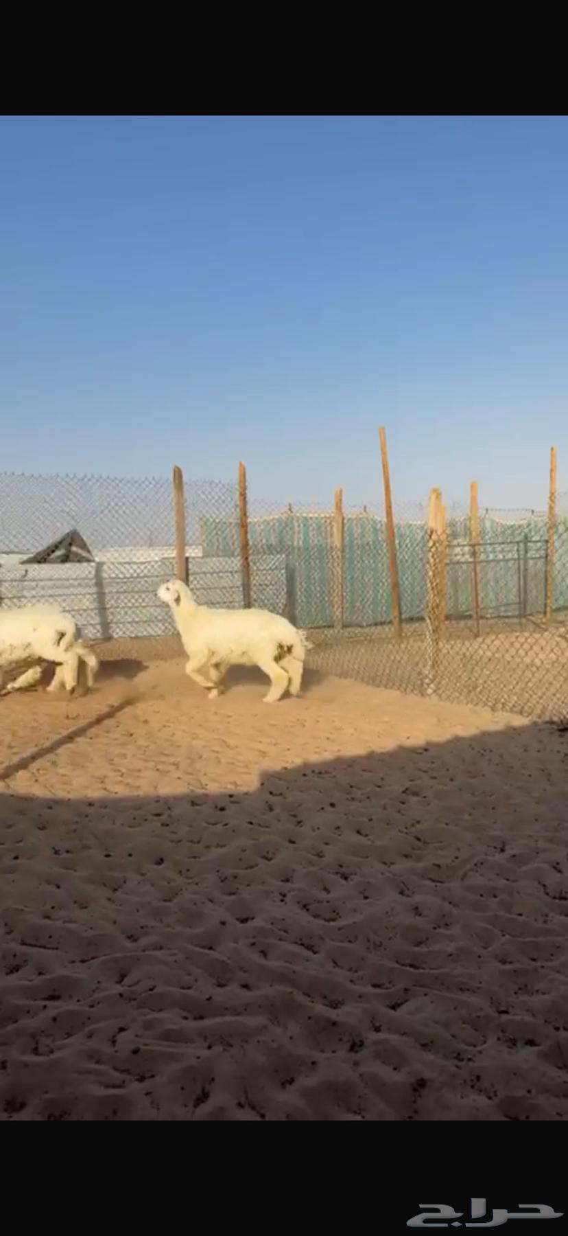 Fresh meat and Na3im for sale with slaughter and delivery63669282295042113