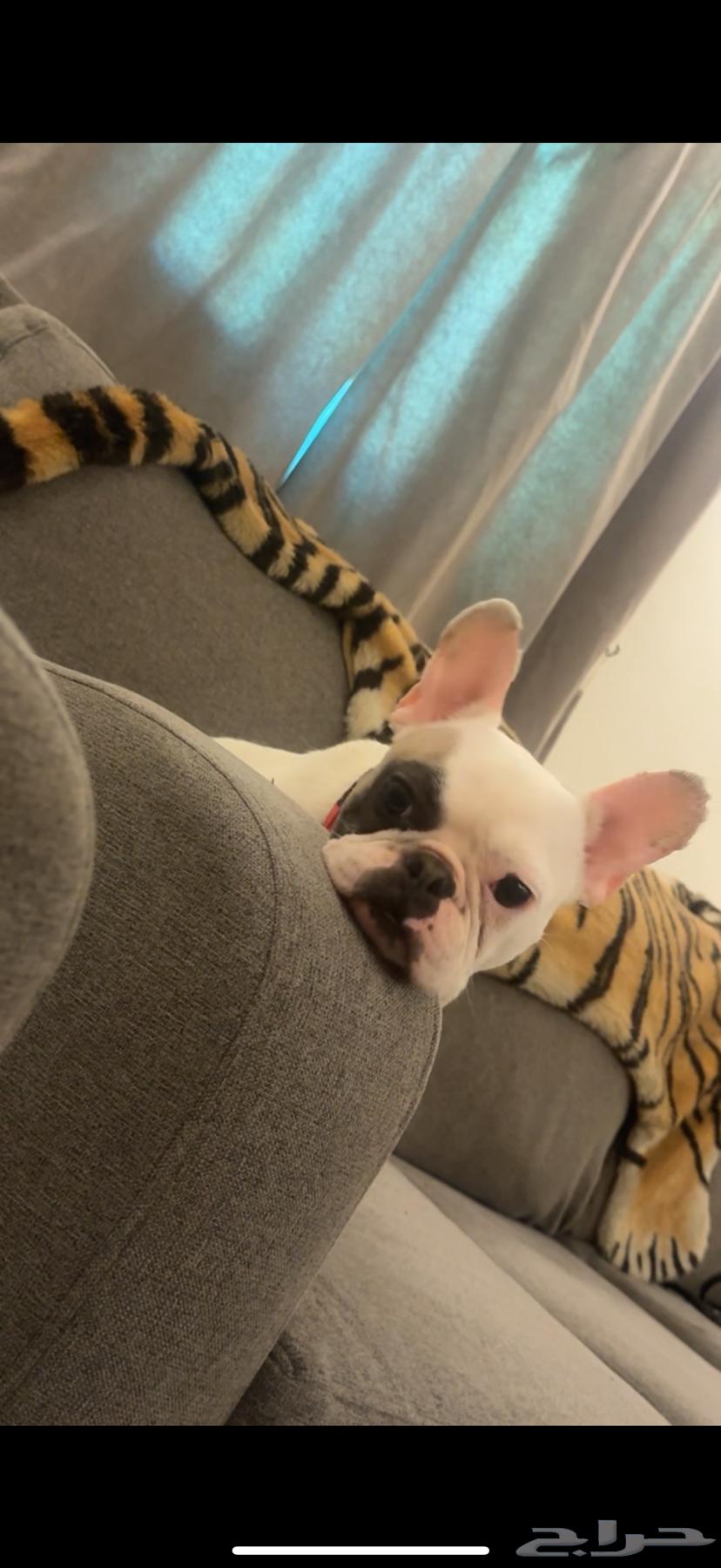 French bulldog female 2 years old 3000 Riyadh63667813693569110