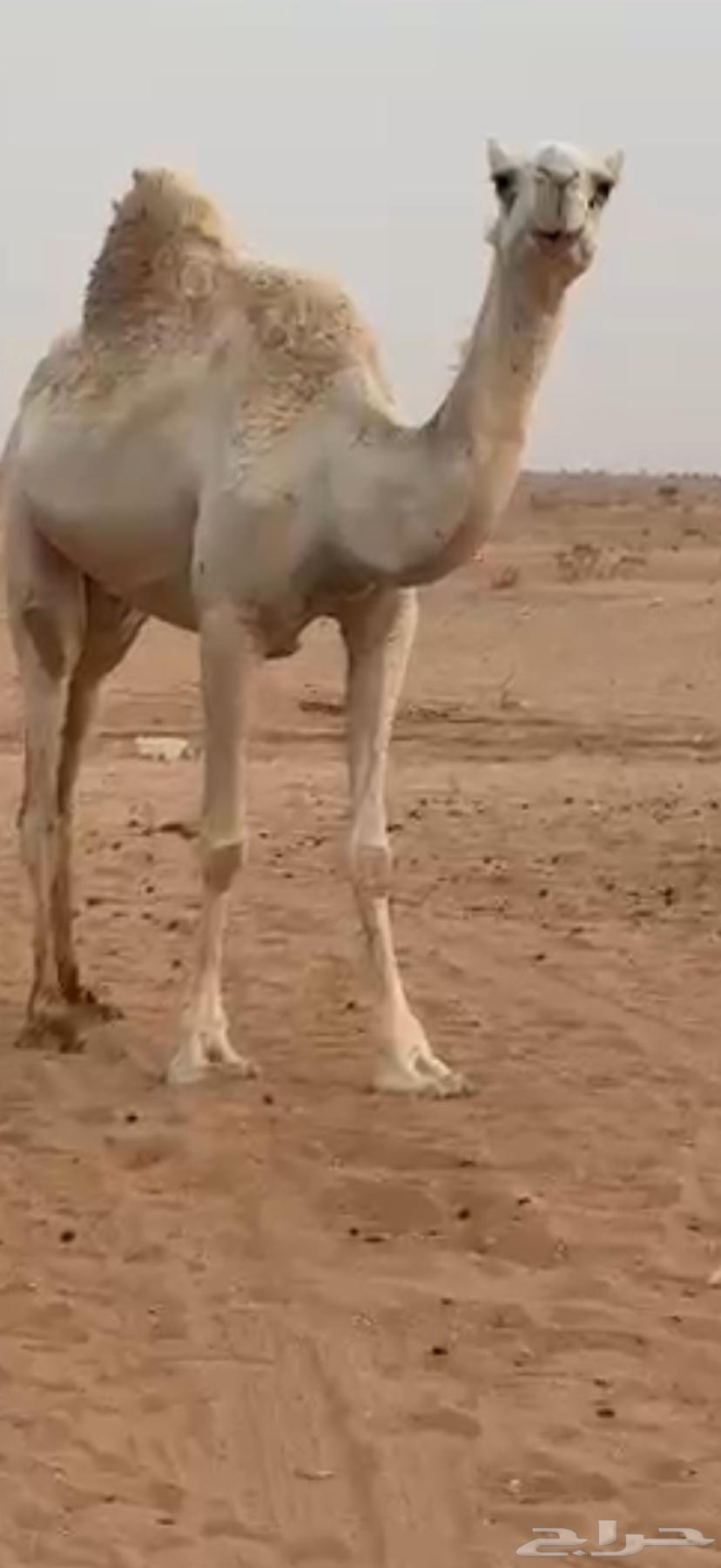 عفراء للبيع مسيومه 460063673653780993112