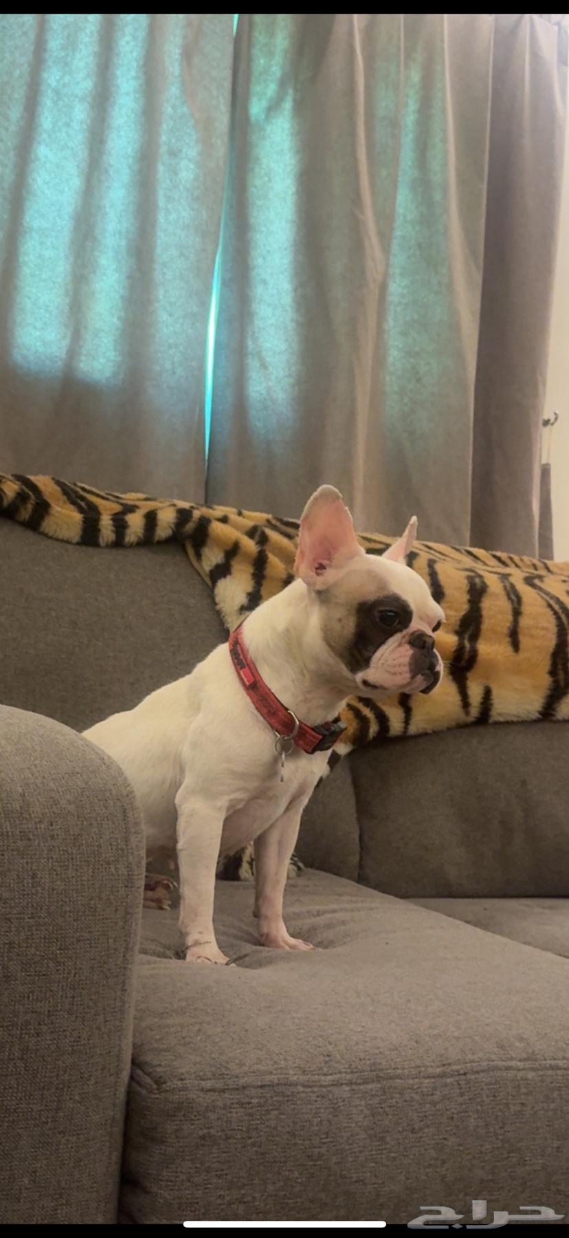 French bulldog female 2 years old 3000 Riyadh63667813693569112
